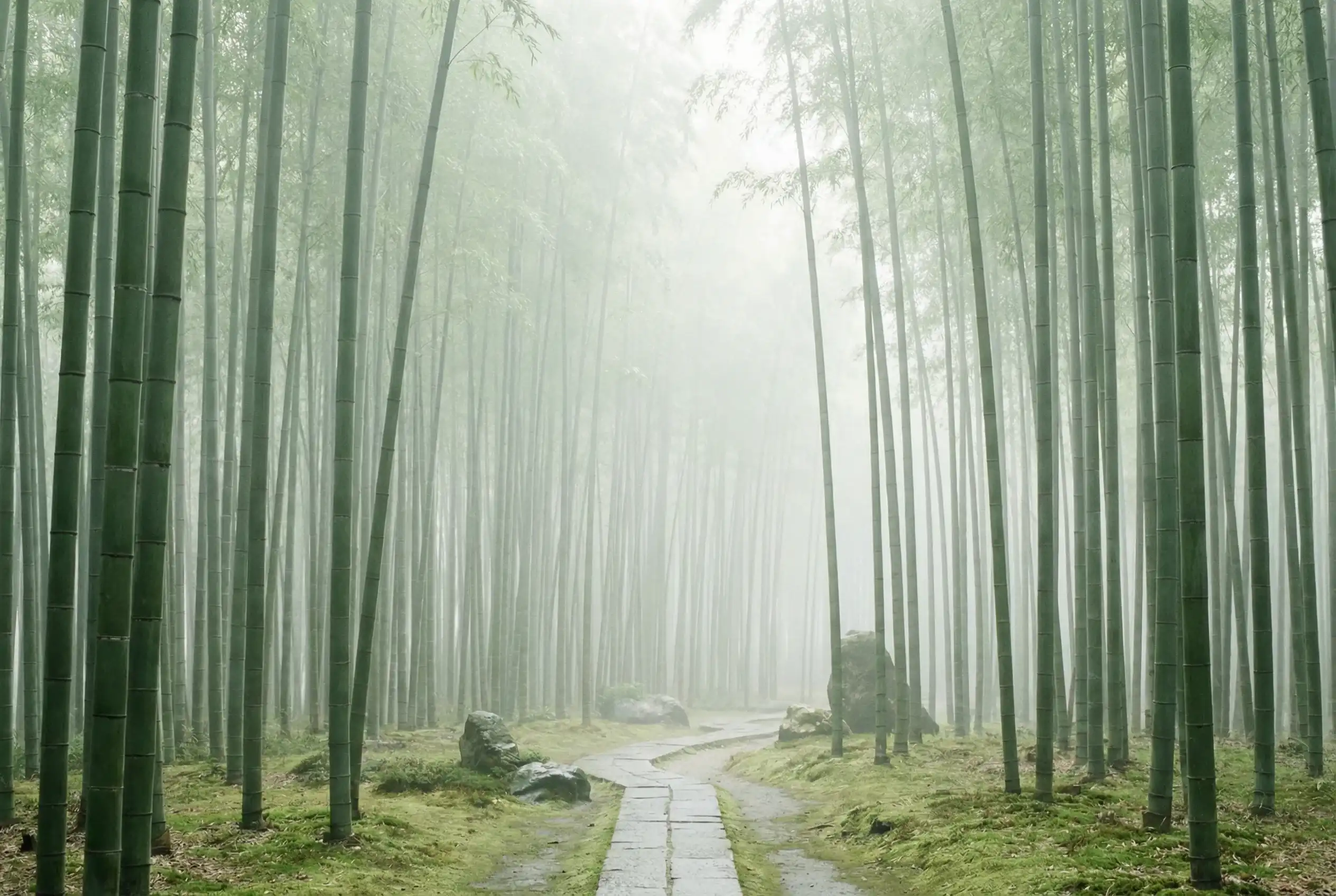 飞艇计划 自然恩赐计划竹林背景