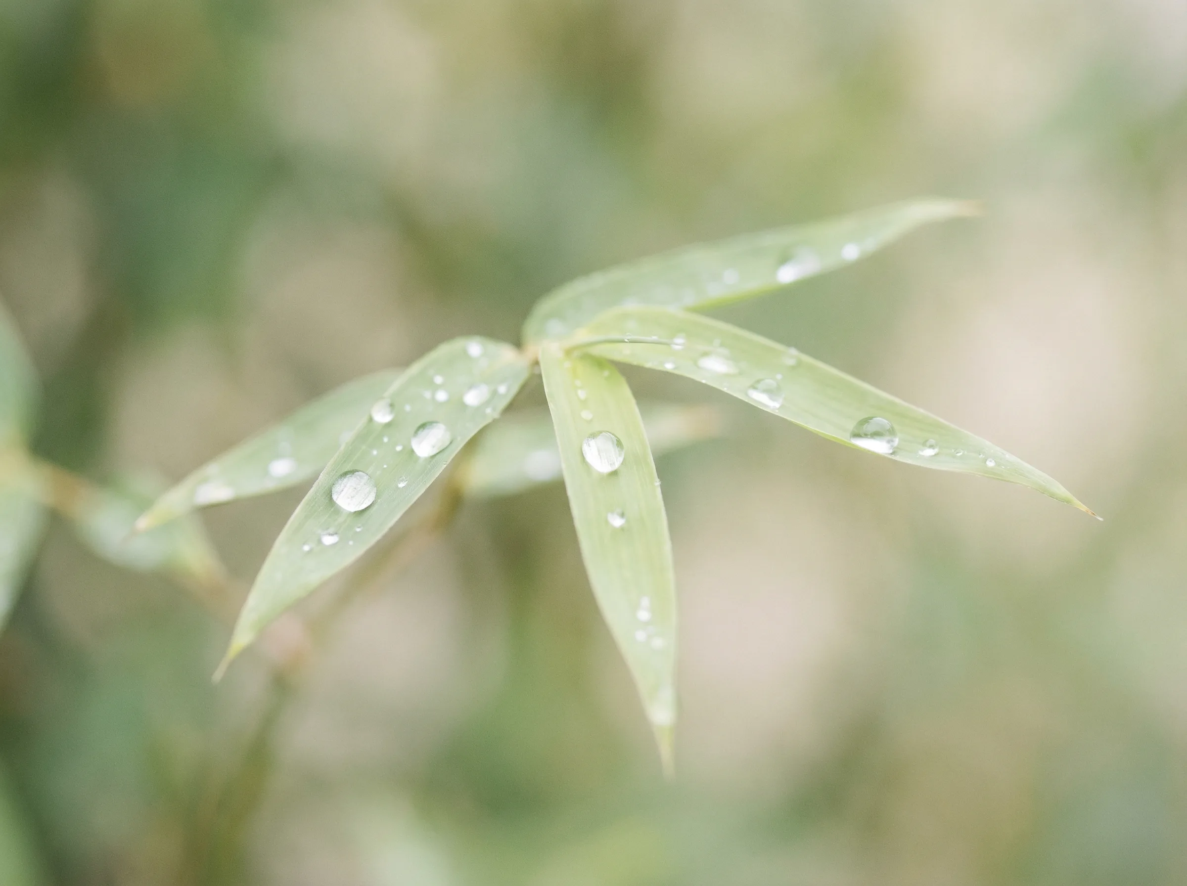 飞艇计划 六大推演沙盘竹叶装饰